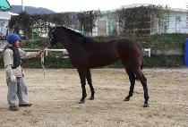 �ش��� (HAENURI) ����