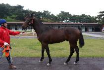 ŷ��Ű (KING LUCKY) ����