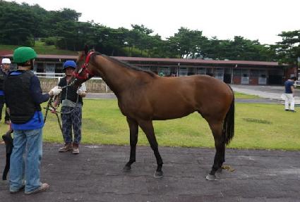 �ź����� ����