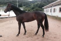 Ų���� (KINSHASA) ����