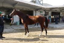 �󺻽¸� (NONGBON SEUNGNI) ����