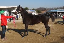 ����ǿ��� (HAENGUNUI YEOLMAE) ����