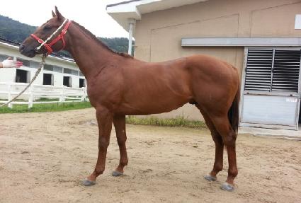 ���ڵ帲 ����