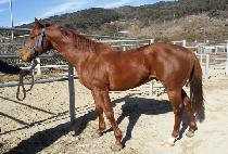 �Ǿ�ĭ (FIER KHAN) ����