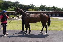 ������� (AYERS ROCK) ����