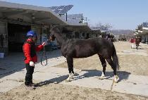 �帲��õ (DREAM GWACHEON) ����