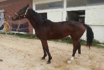 �̱���Ʈ (EAGLE HEART) ����