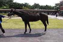 ���ĸƾ (YONGWANG CAPTAIN) ����