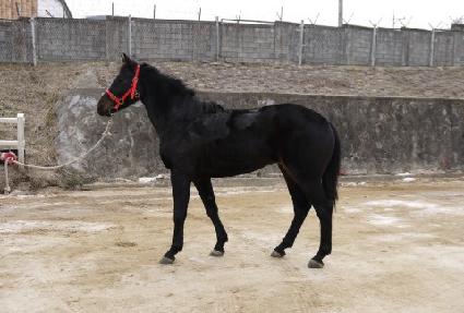 �Ϸ�Ʈ��ũ�� ����