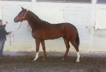 ������ȿ (BANPOJIHYO) ����