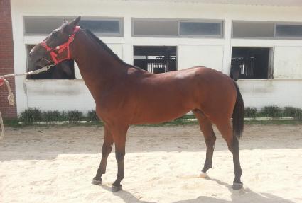 �������¾� ����