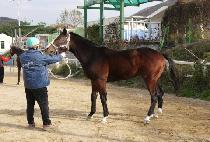 ��ȣ�ƶ� (SEOHO ARARI) ����