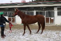 �μ� (MINSON) ����