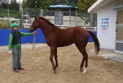 ���������� ����