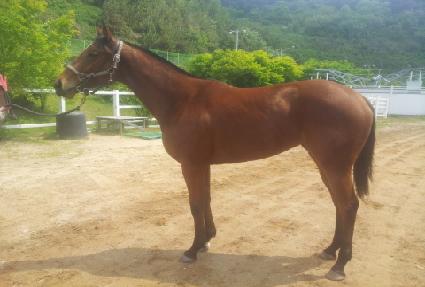 ����Ǯ��Ÿ ����