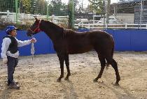 ��ǰ�� (BALPUMSAE) ����