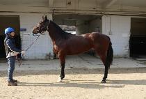 �̶�Ŭ��ǳ (MIRACLE DOLPUNG) ����