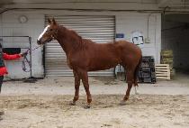 �����Ǳ�� (YEONGGWANGUIGITBAL) ����