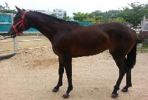 ���̵����͵� (LADY CHARTERED) ����