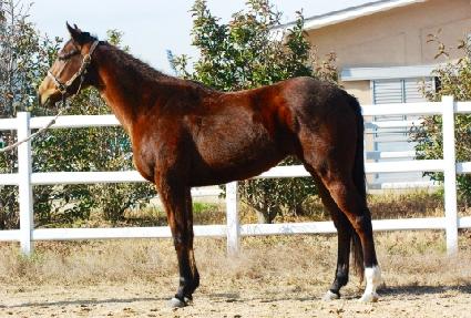 ���������� ����