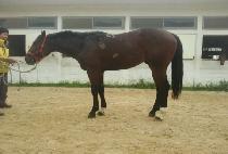 ������è�Ǿ� (SHANGHAI CHAMPION) ����