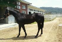 �������� (DONGGWANG JEIL) ����