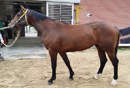 ���������� ����