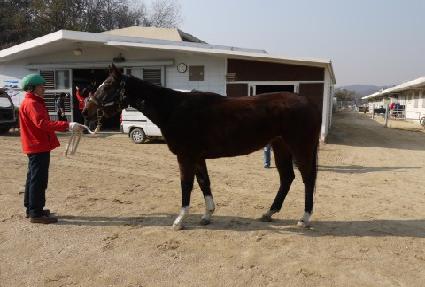 �ö����� ����