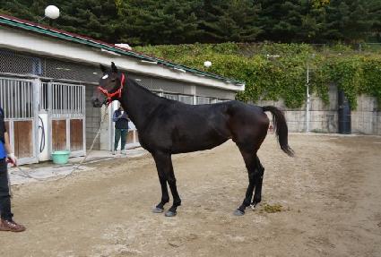 �ɳ�Ĺ ����