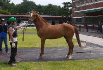 �����ϸ��� (VOLPONI MAGIC) ����