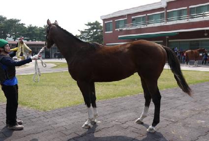 �����Ǿ�ħ ����