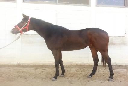 ���Ǽ����̵� ����