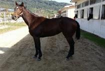 ��ȣ���� (DAEHO GANGJA) ����