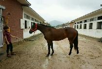 DYNAMIC DIVA picture