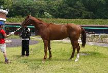 �������� (KKUMEUL HYANGHAE) ����