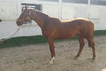 ���׷��̽� (WINNING RACE) ����