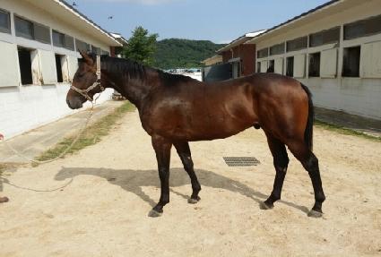 �����̵帲 ����