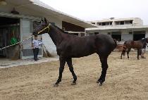 RAON BOLAVEN picture