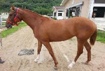 �ӽ�Ʈ���丮 (MUST VICTORY) ����