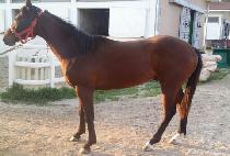 �ӽ�Ʈ���� (MUST BLACK) ����