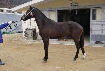 ��Ű���� (LUCKY STORM) ����