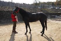 ���÷��� (RUSH RUNNING) ����