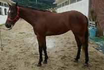 �������� (SUGAR HUNTER) ����