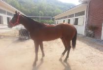 ���ǵ彺Ÿ (RAPIDE STAR) ����