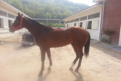 ���ǵ彺Ÿ ����