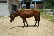 ��º��� (RAON VERA) ����