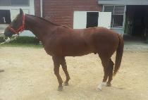 ��±۷��� (RAON GLADYS) ����