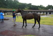 �ε�Ĺ (ROAD CAT) ����