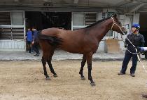 ��Ʋ���� (LITTLE BROWN) ����