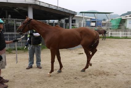 ��꿩�� ����